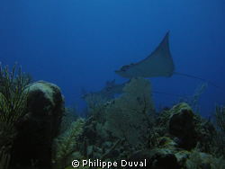Fabulous Eagle rays in Xpuha dive site on the cuevita ree... by Philippe Duval 